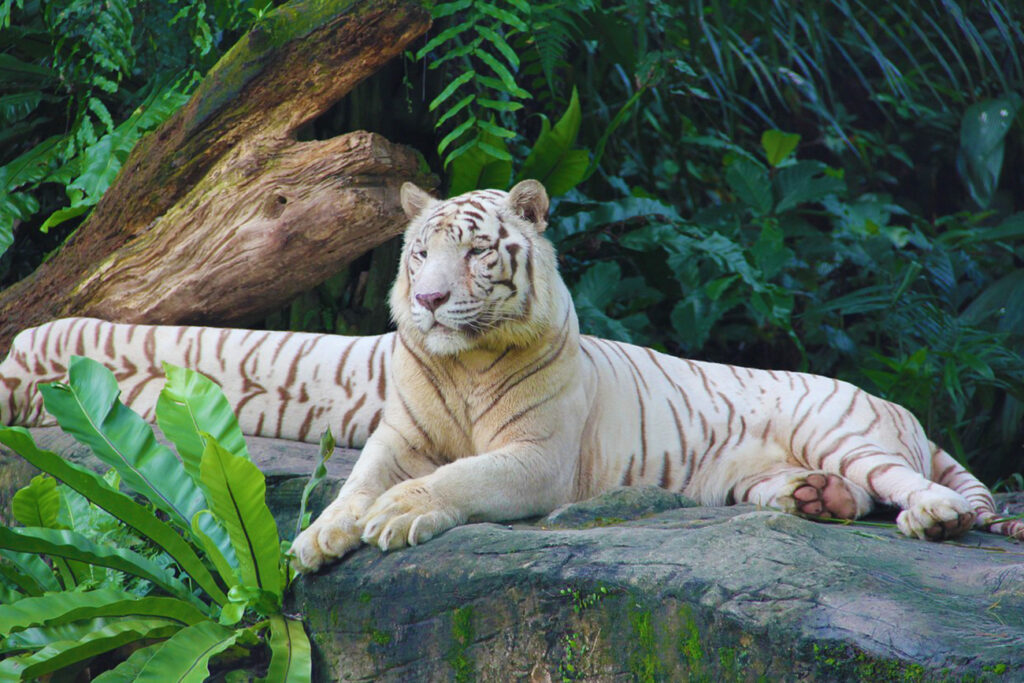 hotels near Singapore zoo