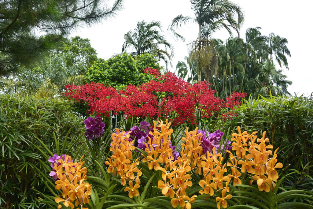 Singapore Botanical Gardens