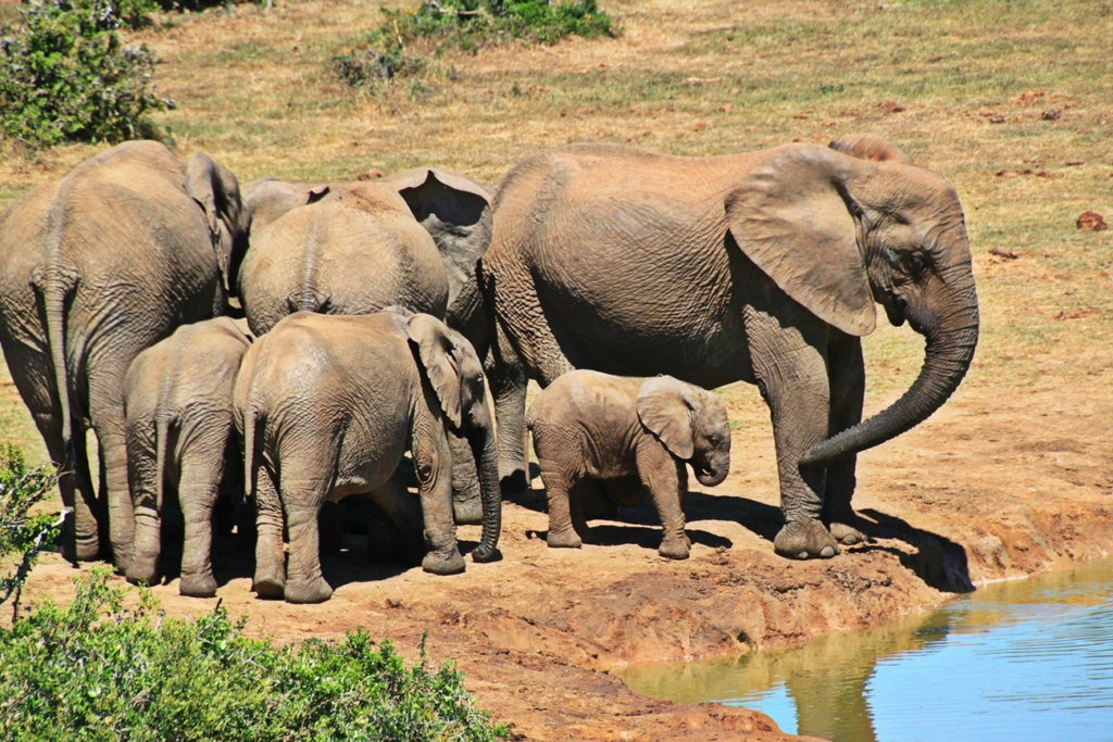 Kruger National Park